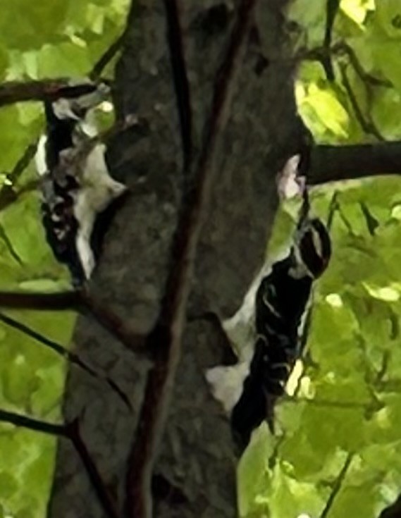 Hairy Woodpecker - ML623706366