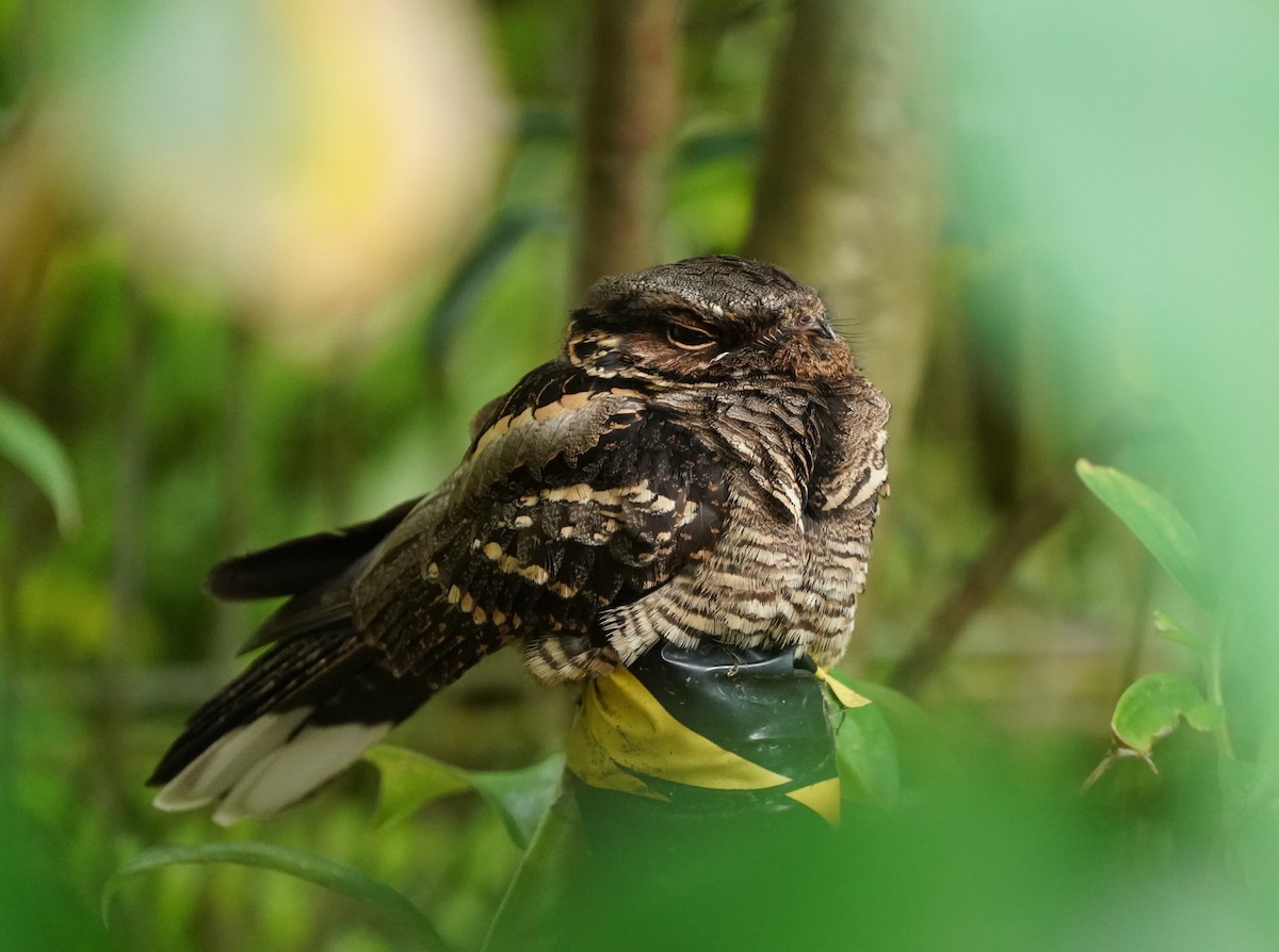 Large-tailed Nightjar - ML623706371