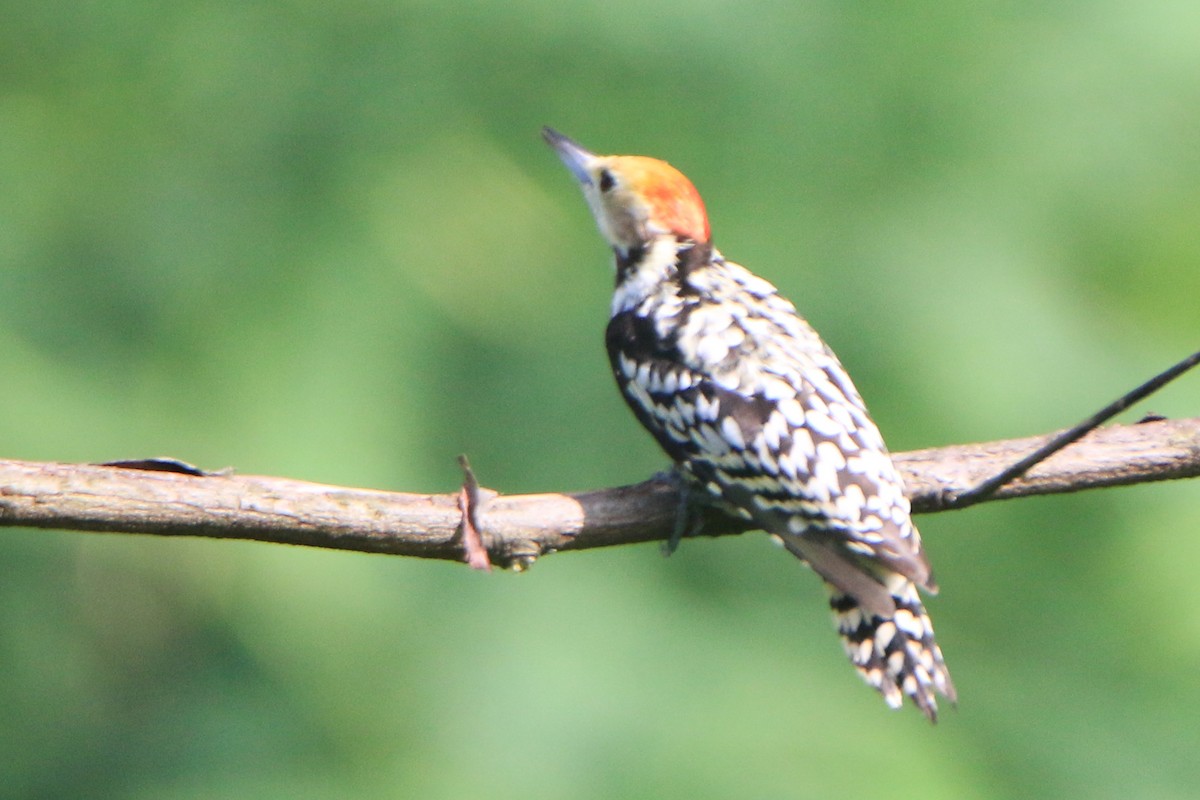 Yellow-crowned Woodpecker - ML623706408