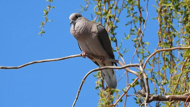 Eared Dove - ML623706418