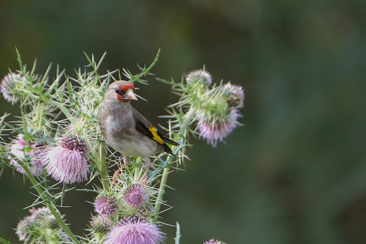 European Goldfinch - Anoop CR