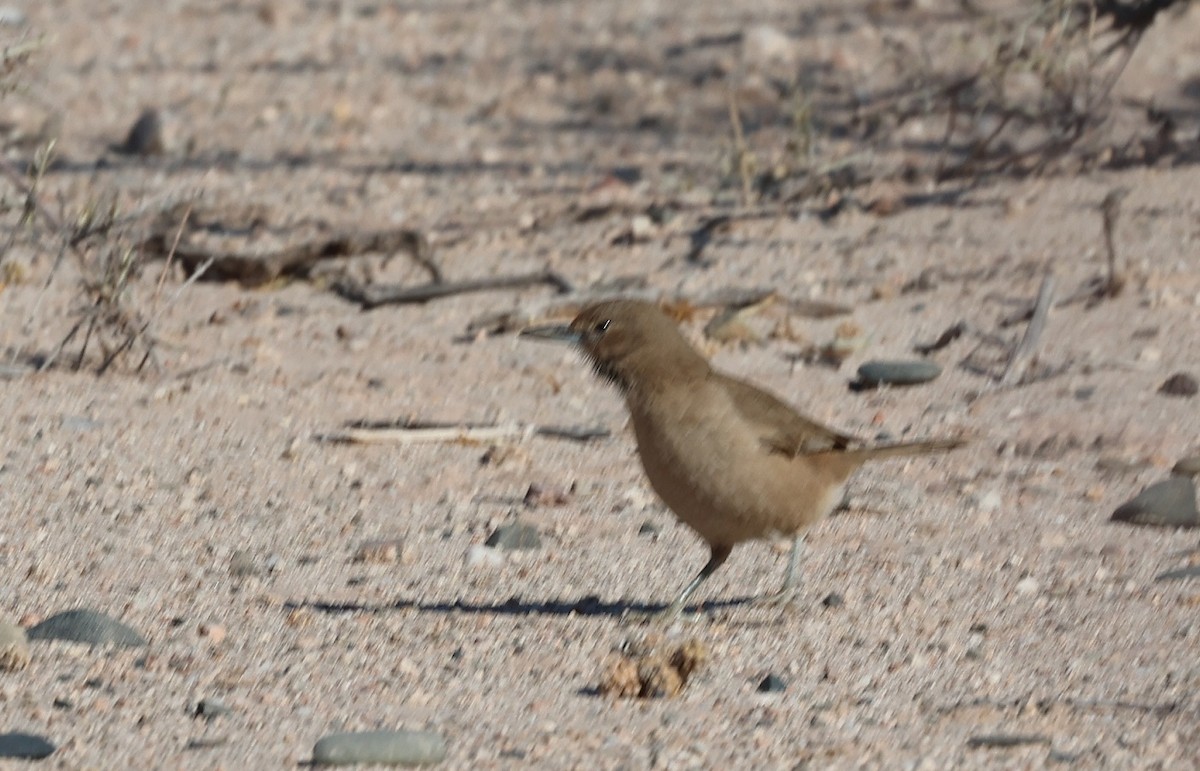 White-throated Cacholote - ML623706430