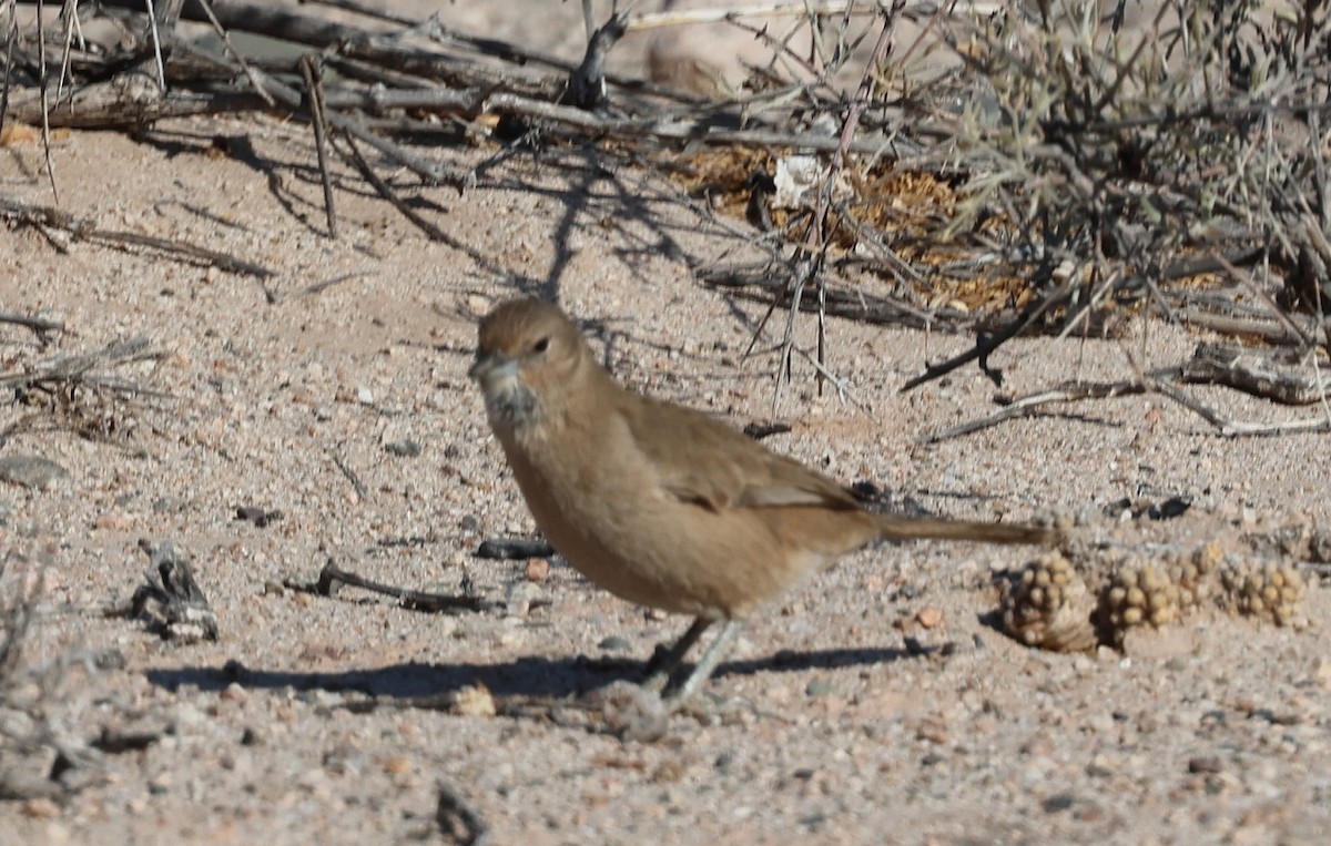 White-throated Cacholote - ML623706431