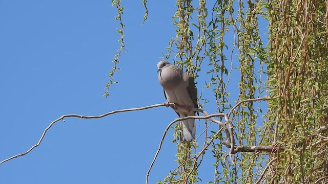 Eared Dove - ML623706455