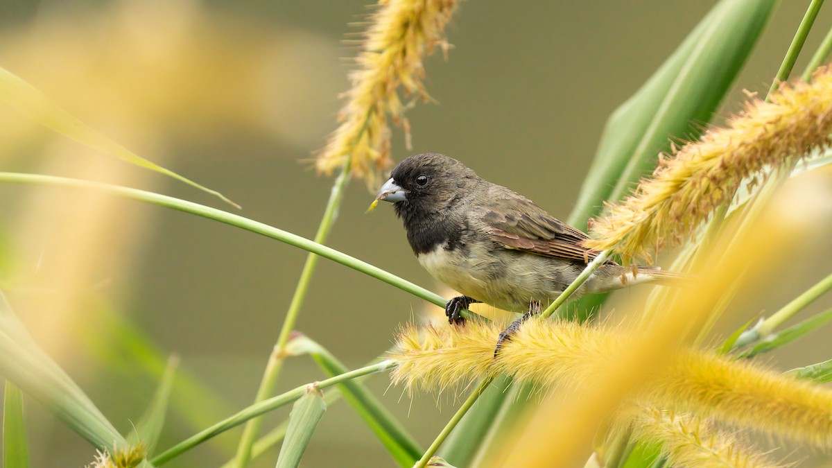 Yellow-bellied Seedeater - ML623706456