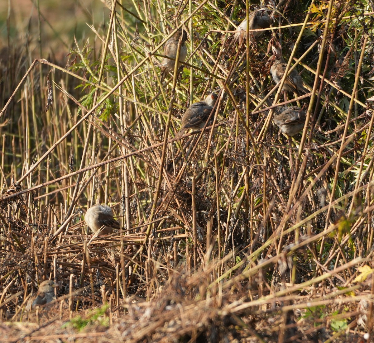 House Sparrow - ML623706466