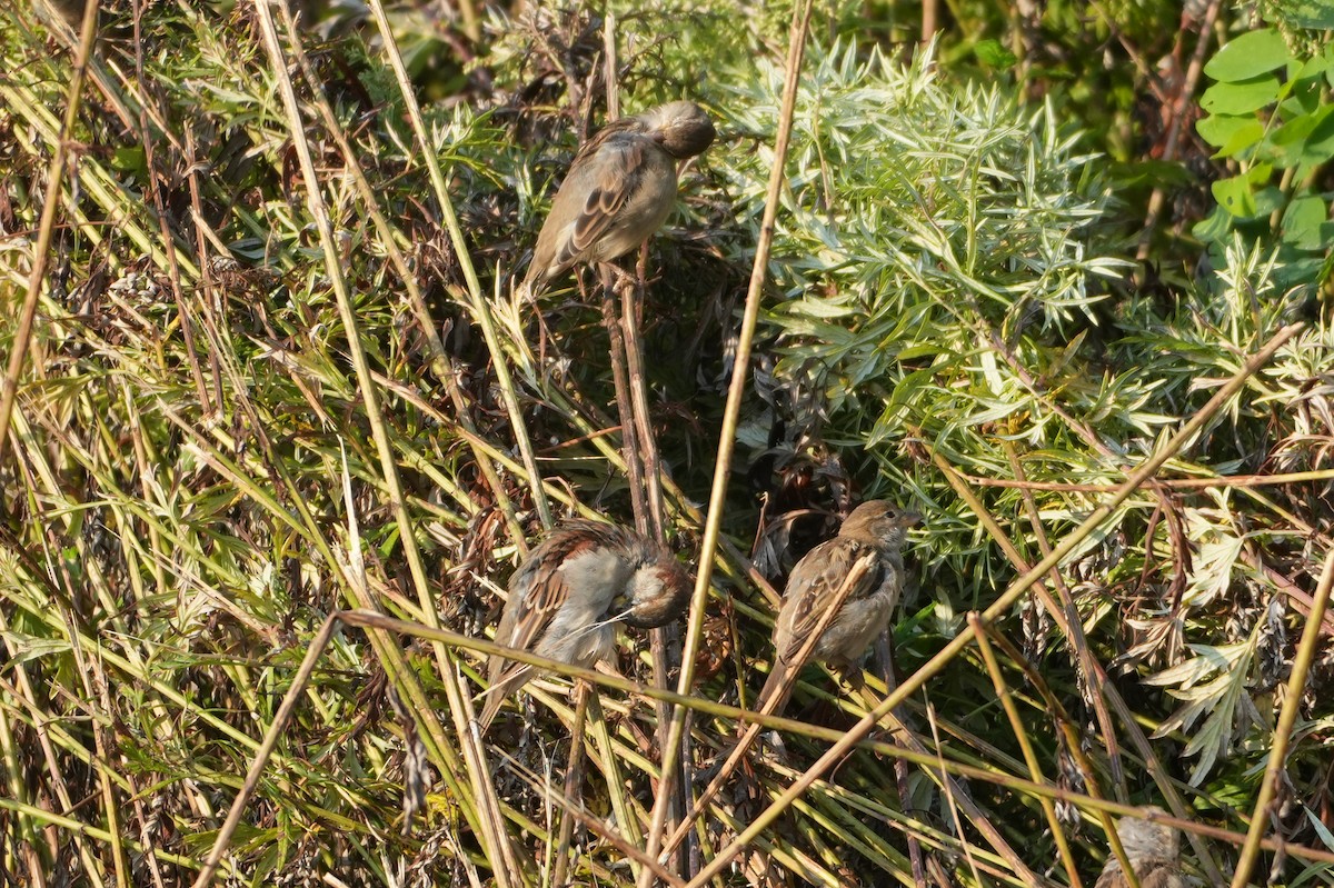 House Sparrow - ML623706467