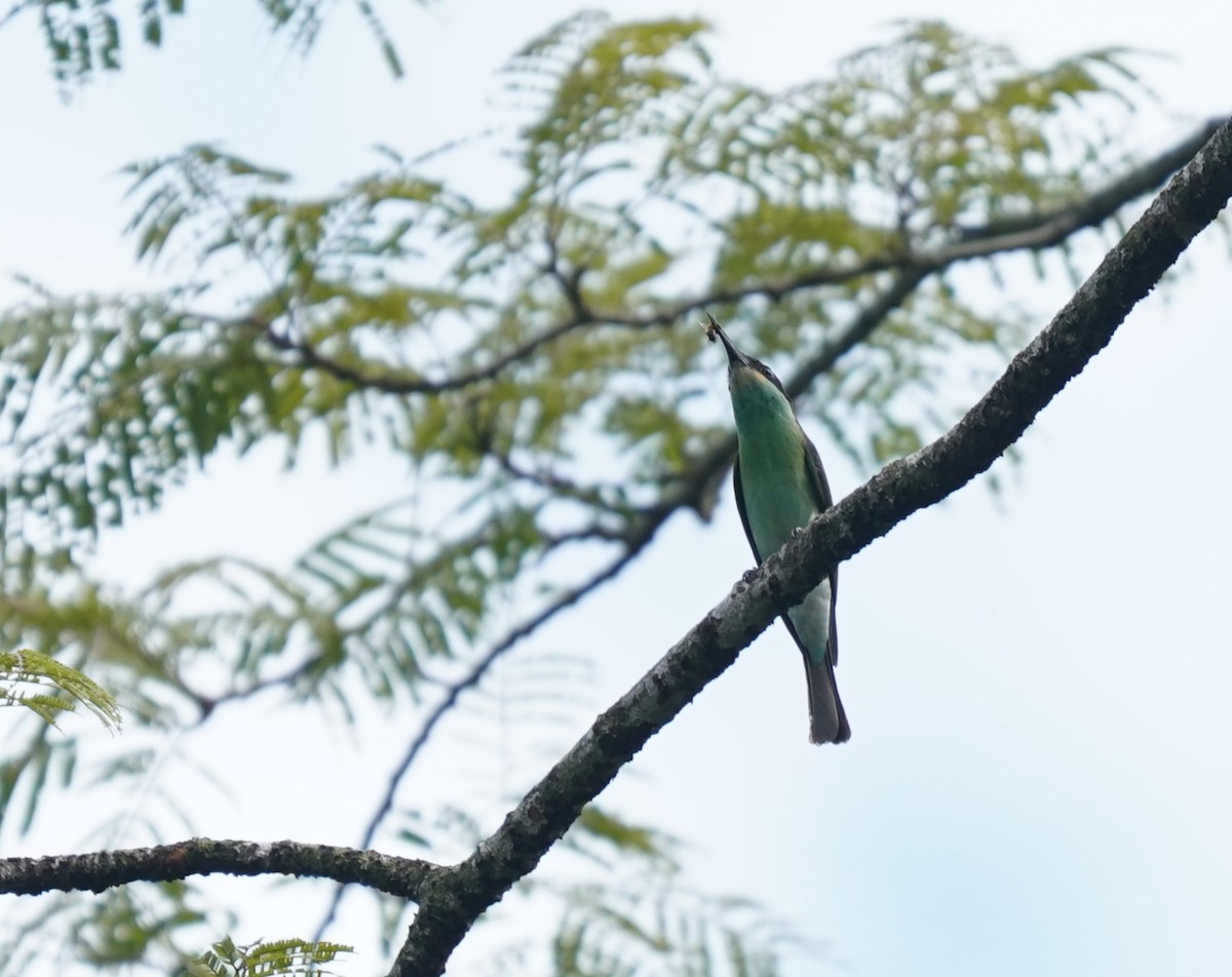 Blue-throated Bee-eater - ML623706567