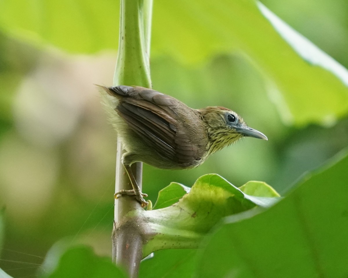 Pin-striped Tit-Babbler - Keng Keok Neo