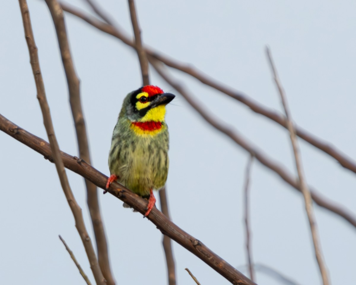 Coppersmith Barbet - ML623706595