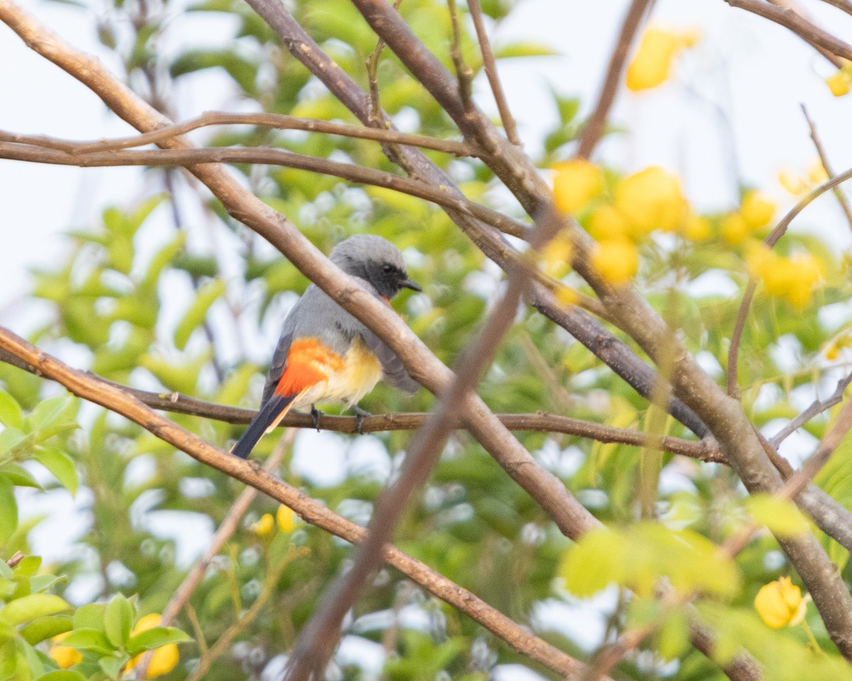 Small Minivet - ML623706600