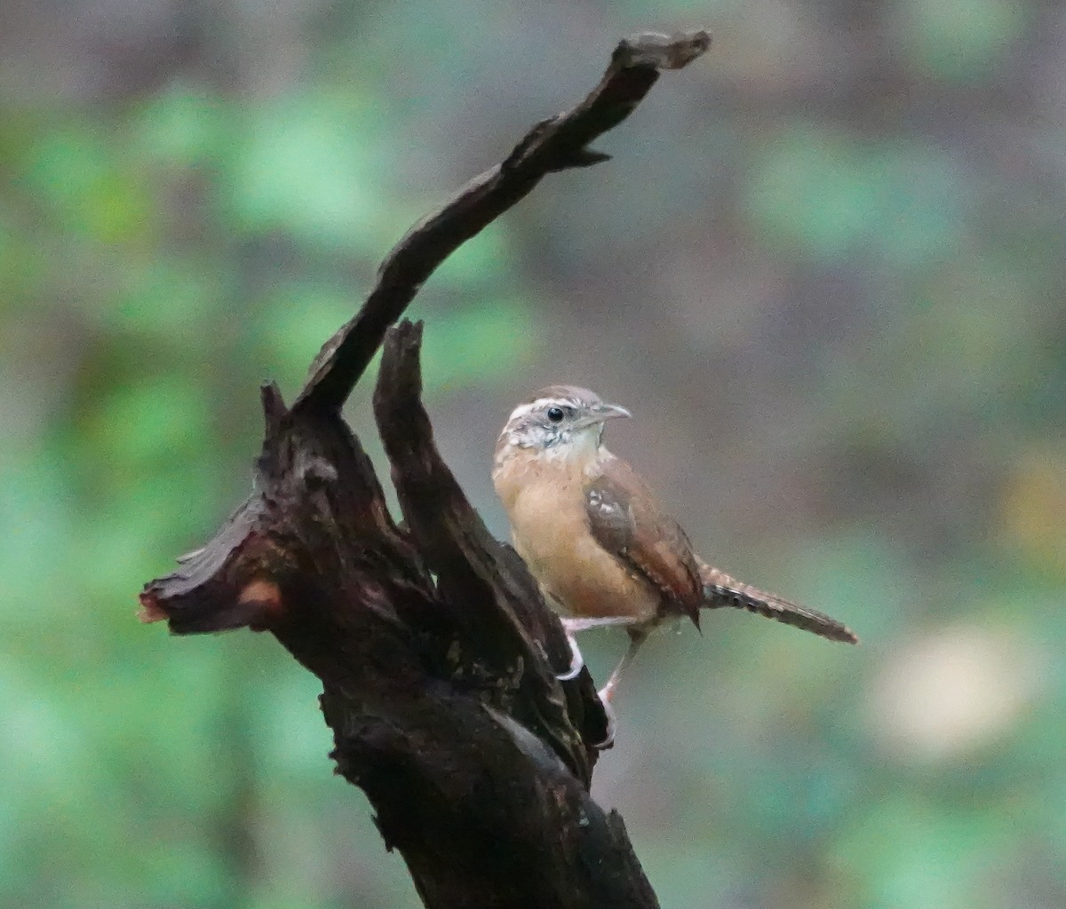 Carolina Wren - Dave Hart