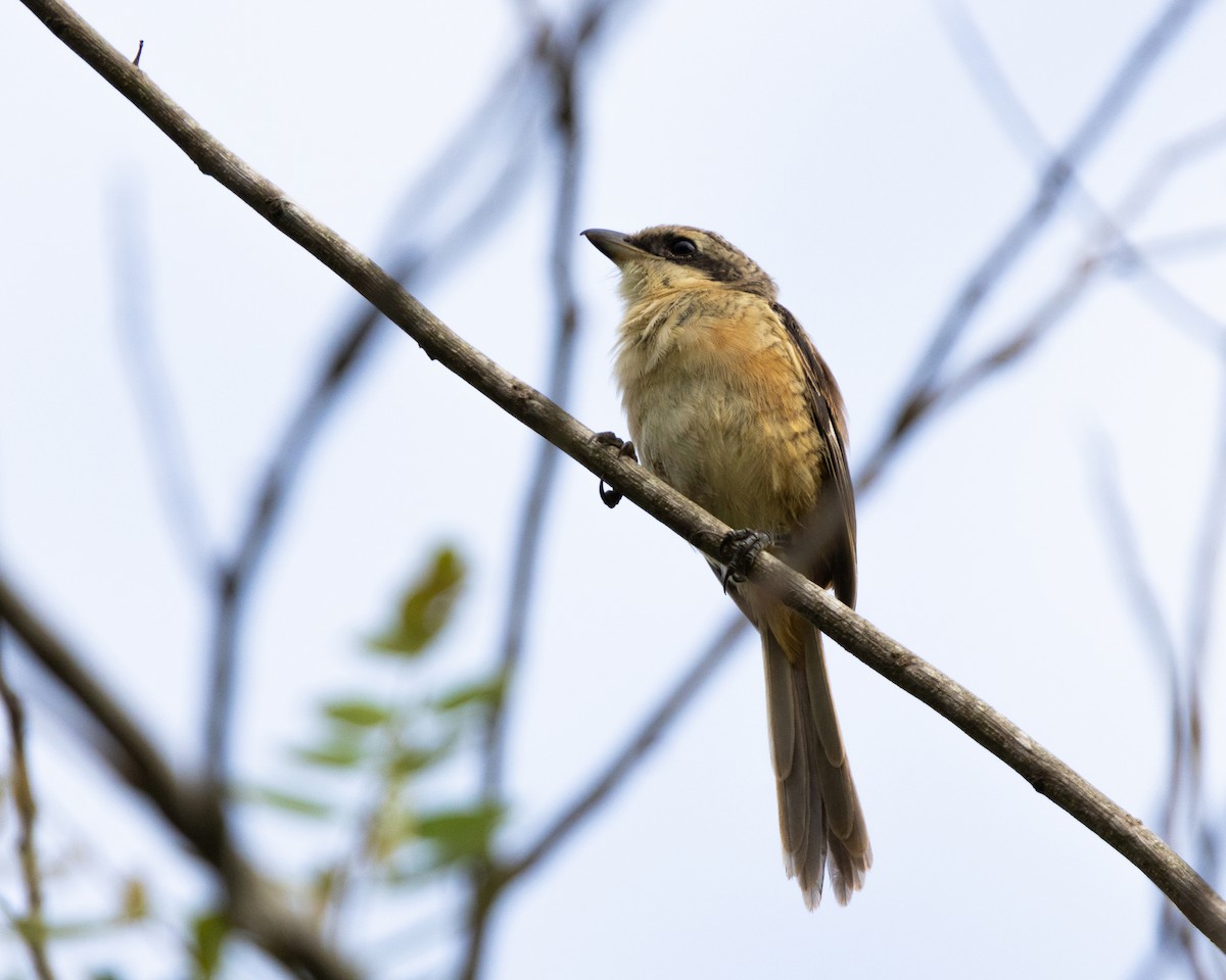 Brown Shrike - Prashant Sharma