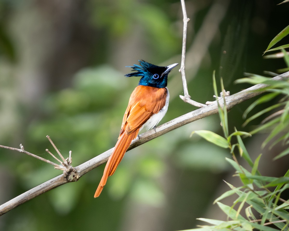 Indian Paradise-Flycatcher - ML623706611