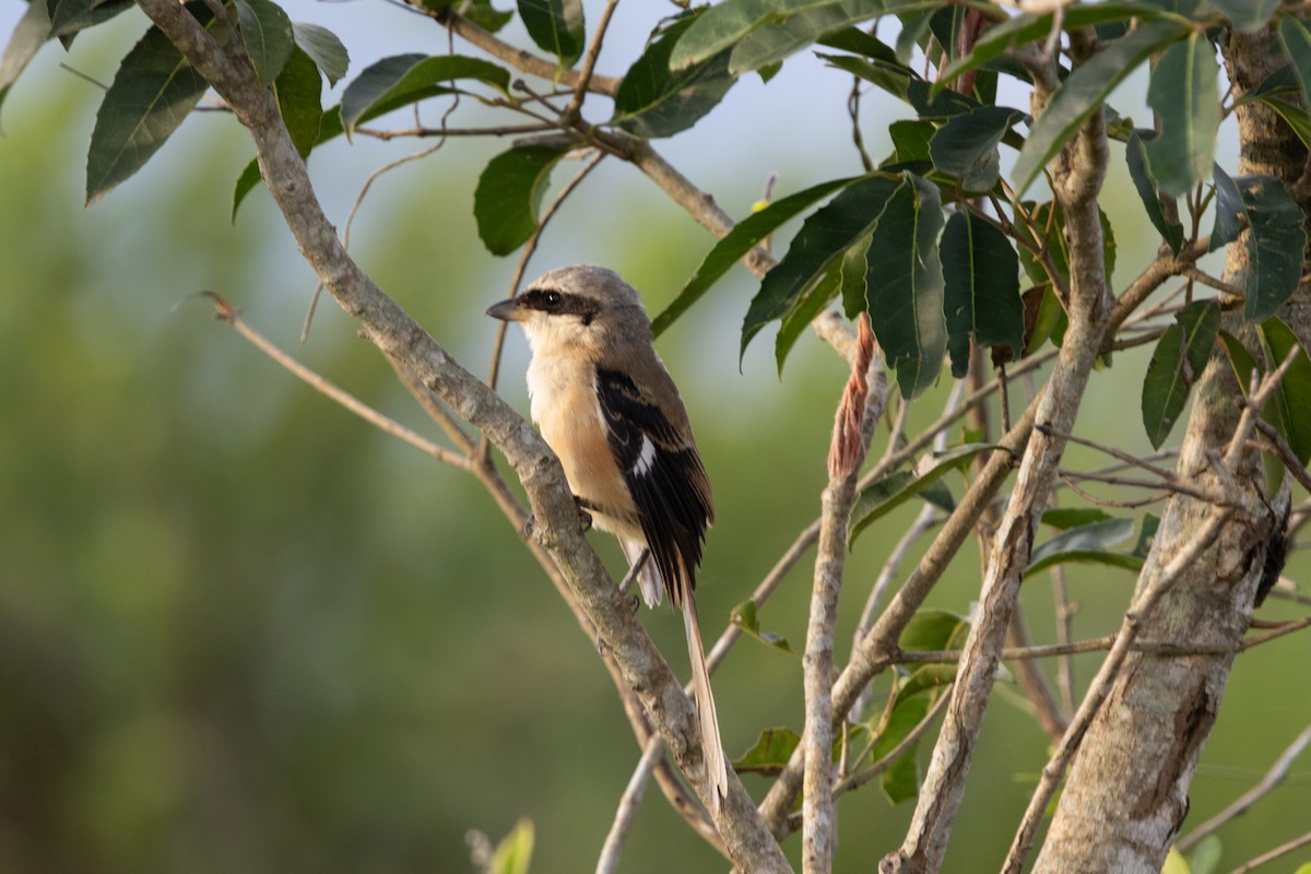 Long-tailed Shrike - ML623706618