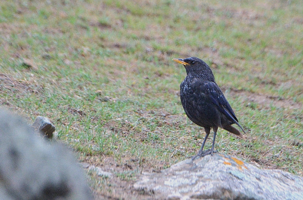 Blue Whistling-Thrush - ML623706619