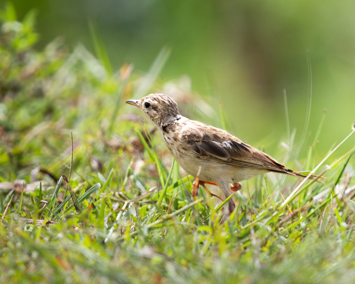 Paddyfield Pipit - ML623706629