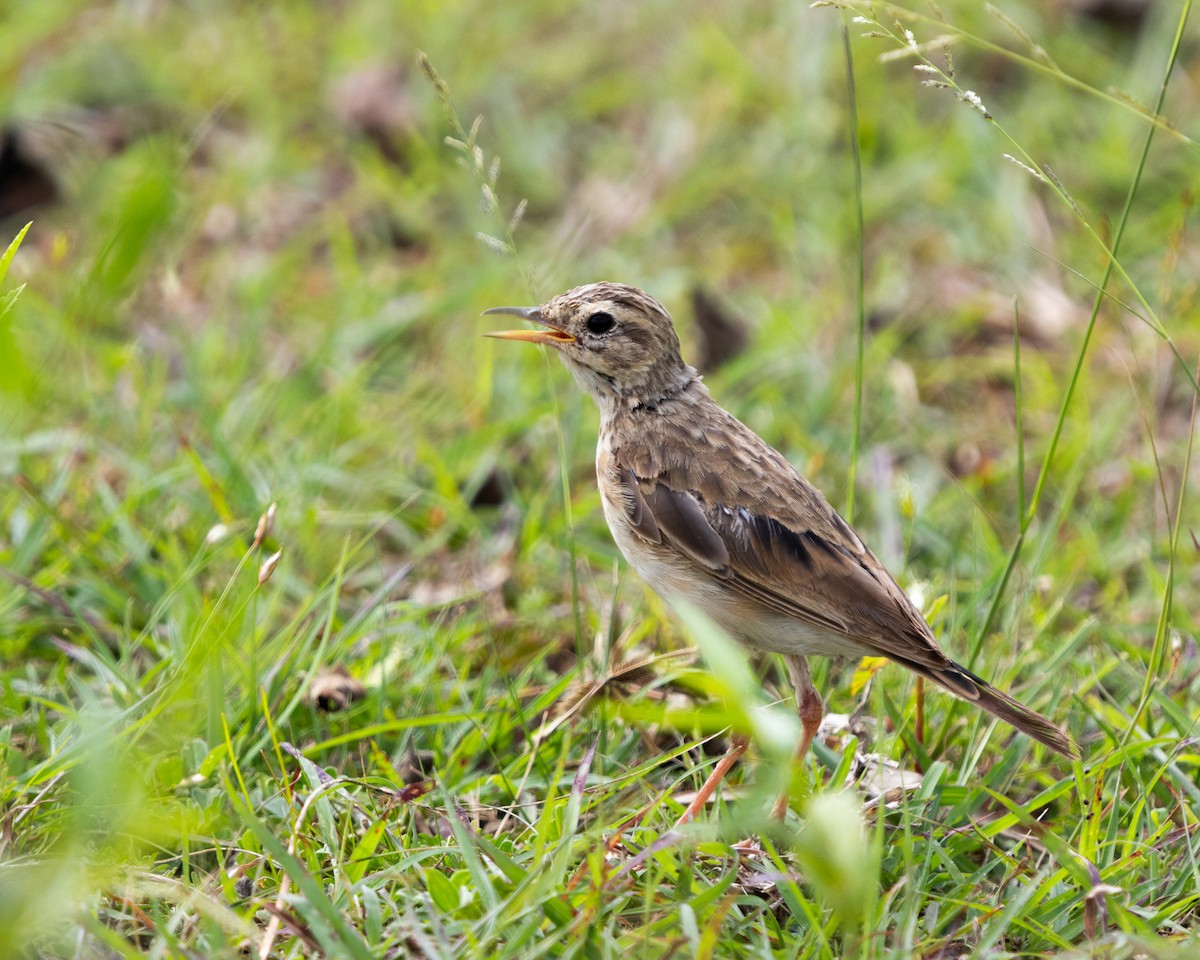 Paddyfield Pipit - ML623706630