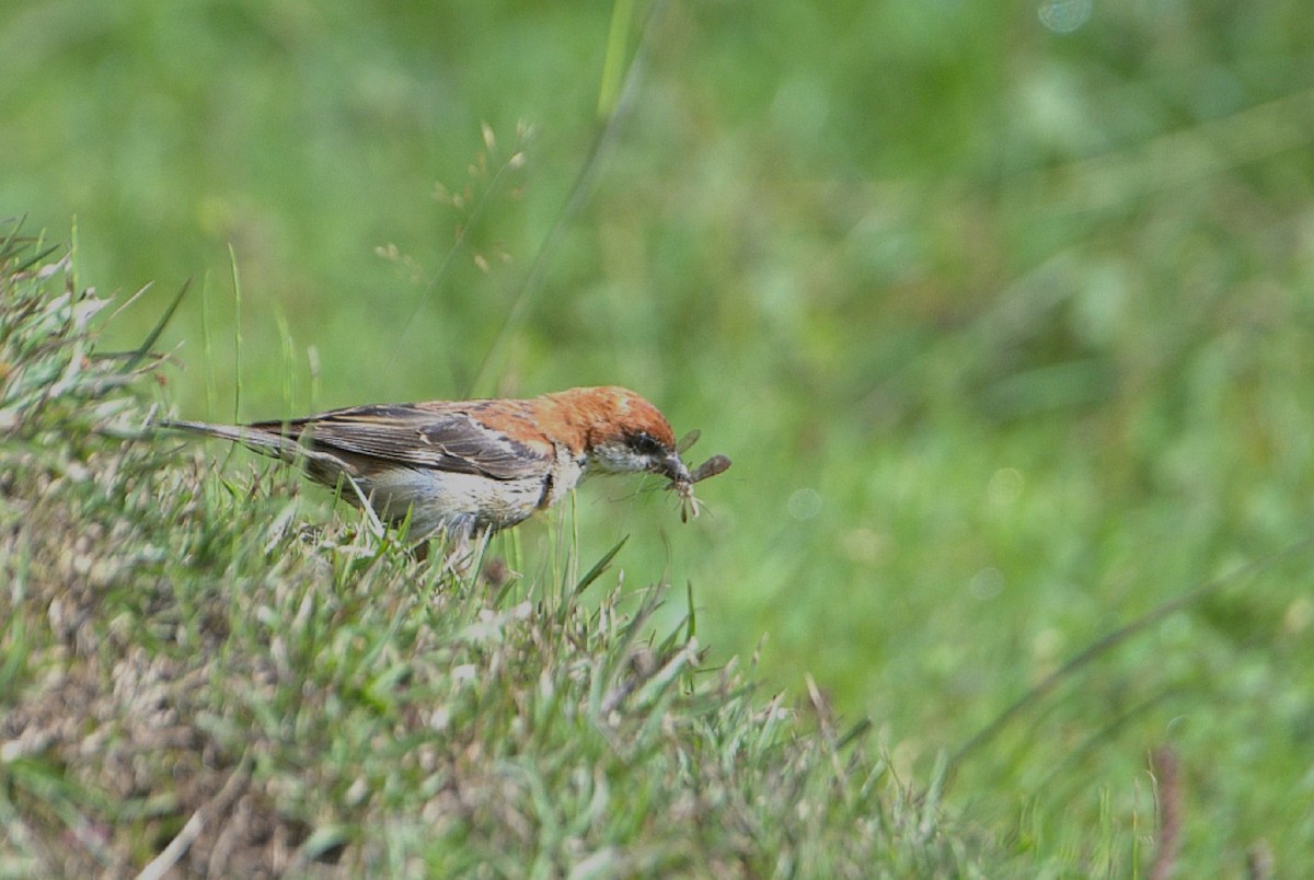 Russet Sparrow - ML623706647