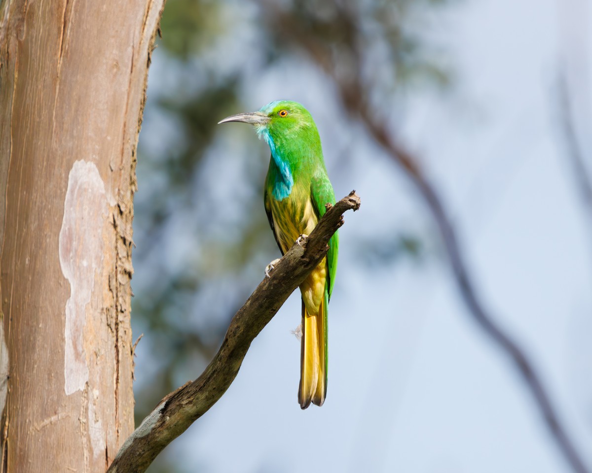 Blue-bearded Bee-eater - ML623706668