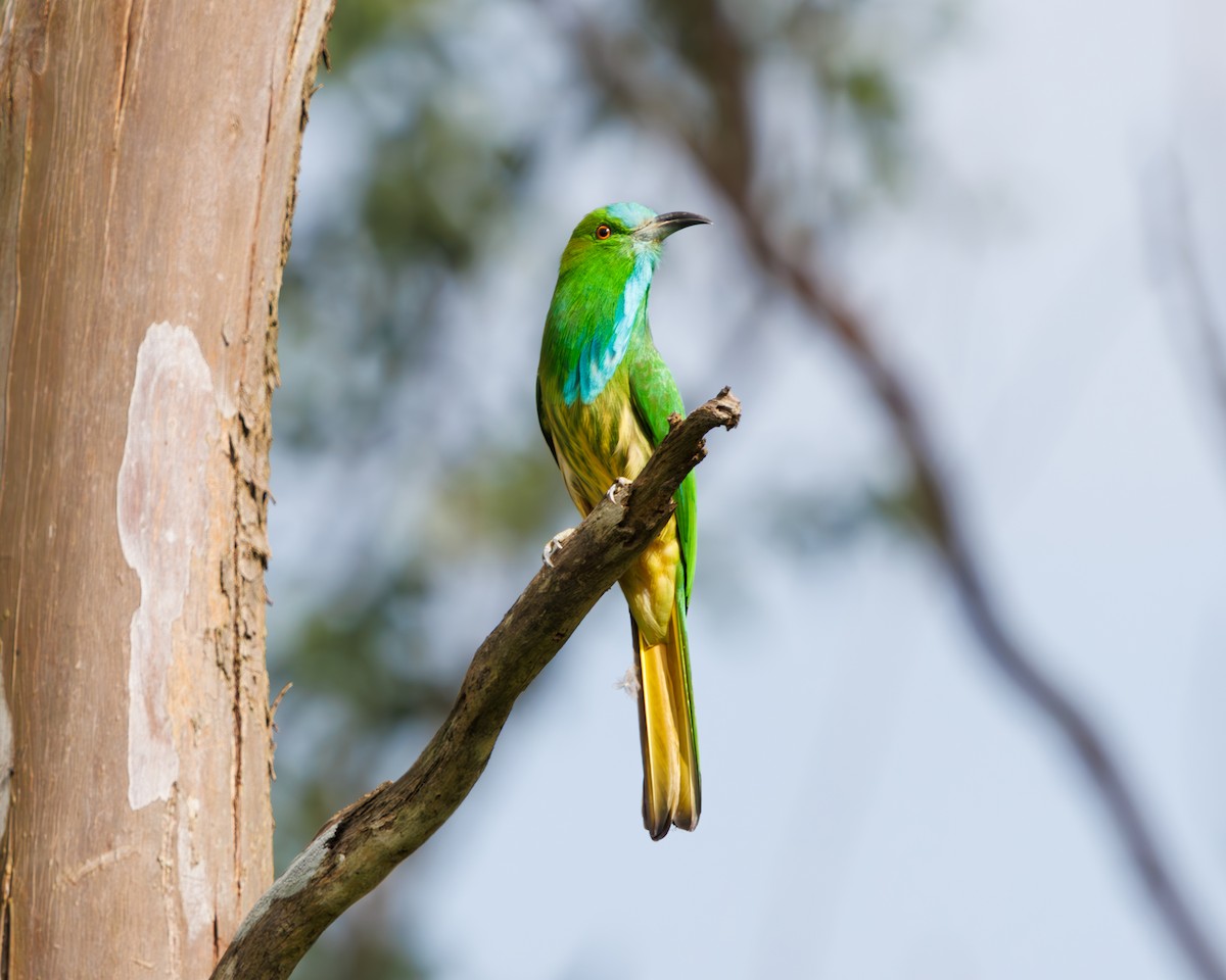 Blue-bearded Bee-eater - ML623706669