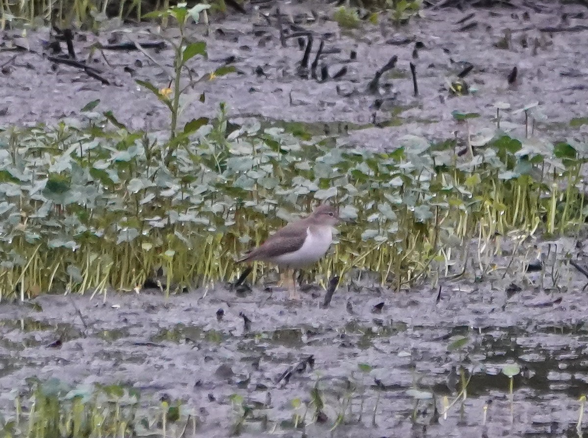 Spotted Sandpiper - Dave Hart