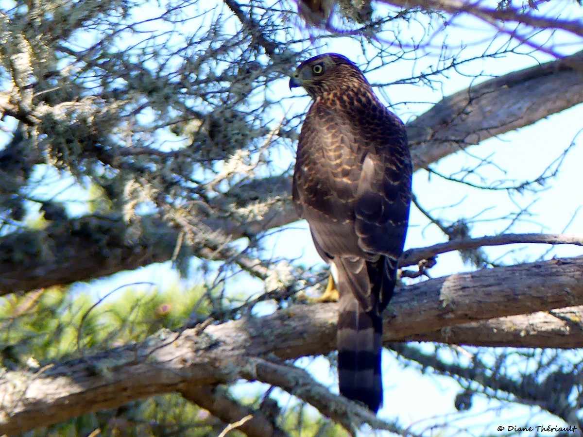 Cooper's Hawk - ML623706712