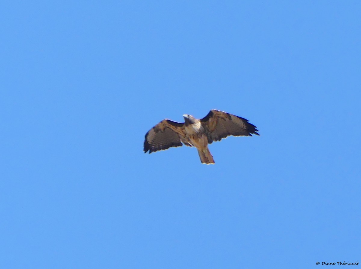 Red-tailed Hawk - Diane Thériault