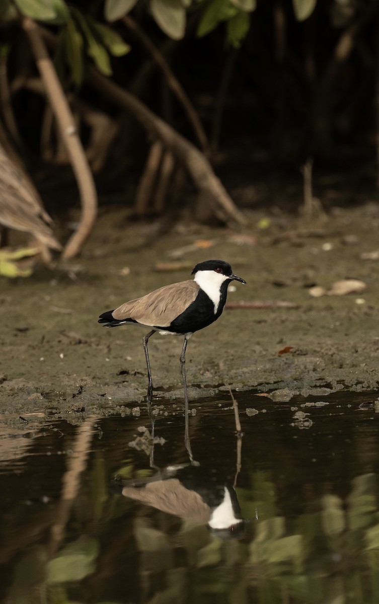 Spur-winged Lapwing - ML623706742