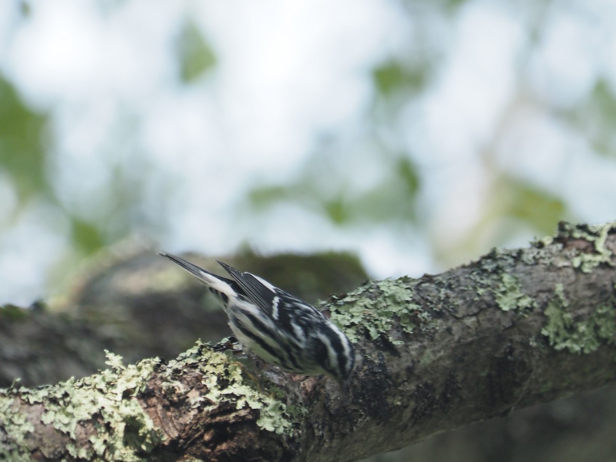 Black-and-white Warbler - ML623706809