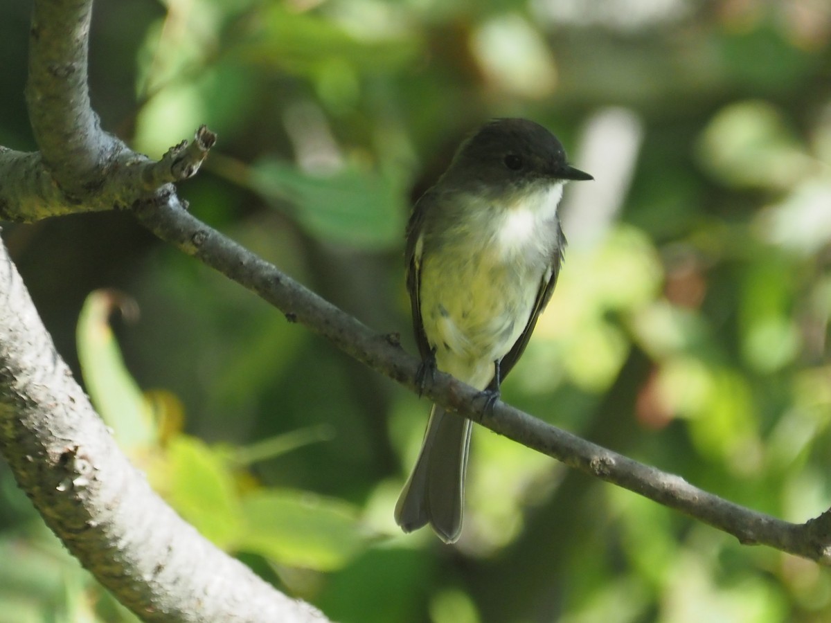 Eastern Phoebe - ML623706895