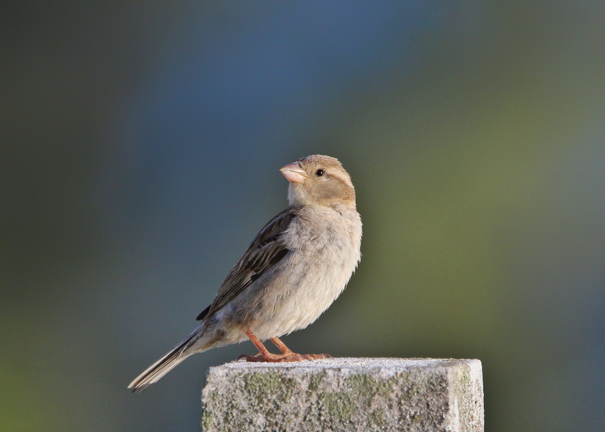 House Sparrow - ML623706934