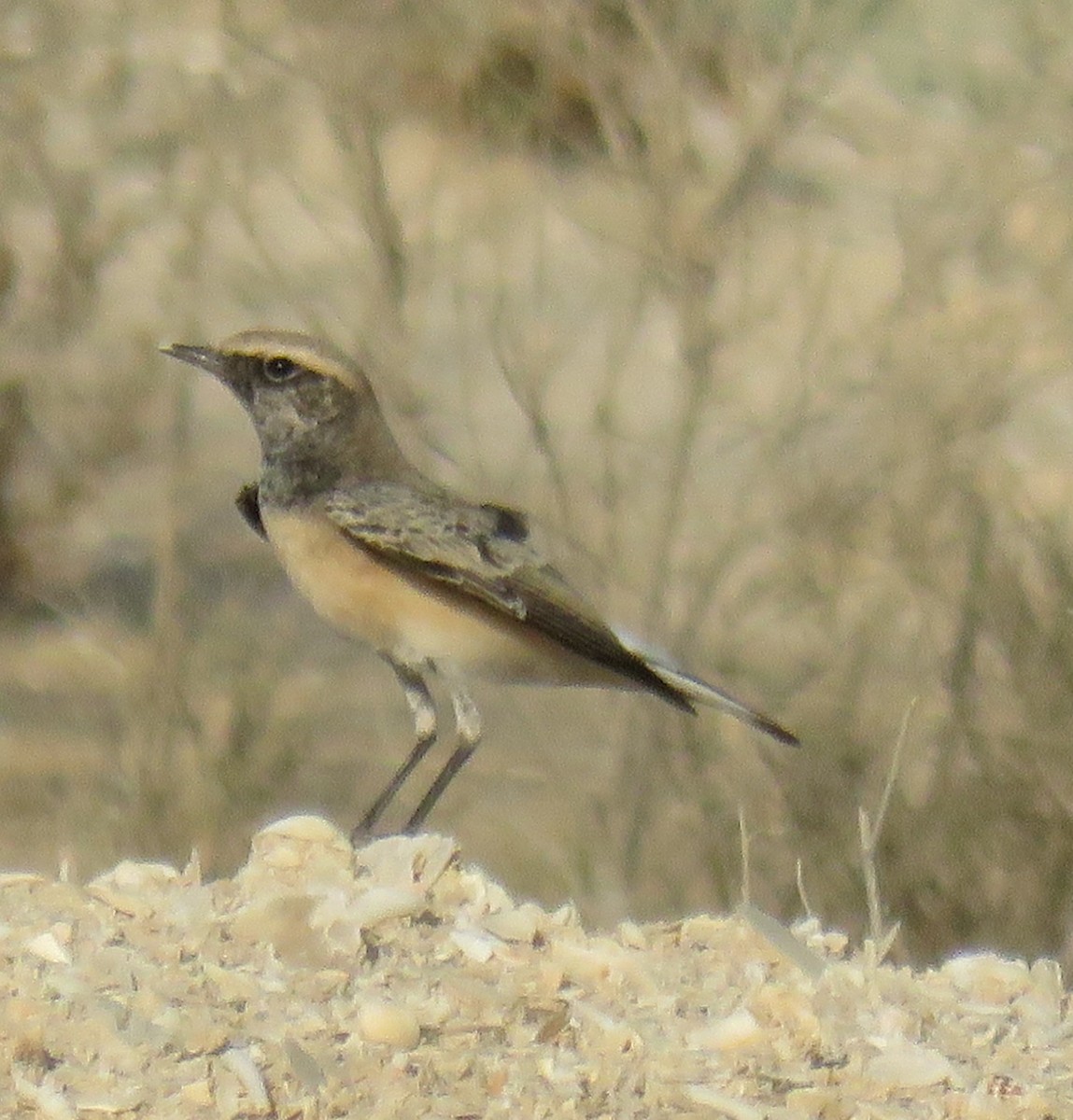 Pied Wheatear - ML623707013