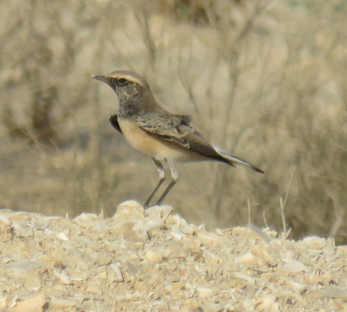 Pied Wheatear - ML623707014