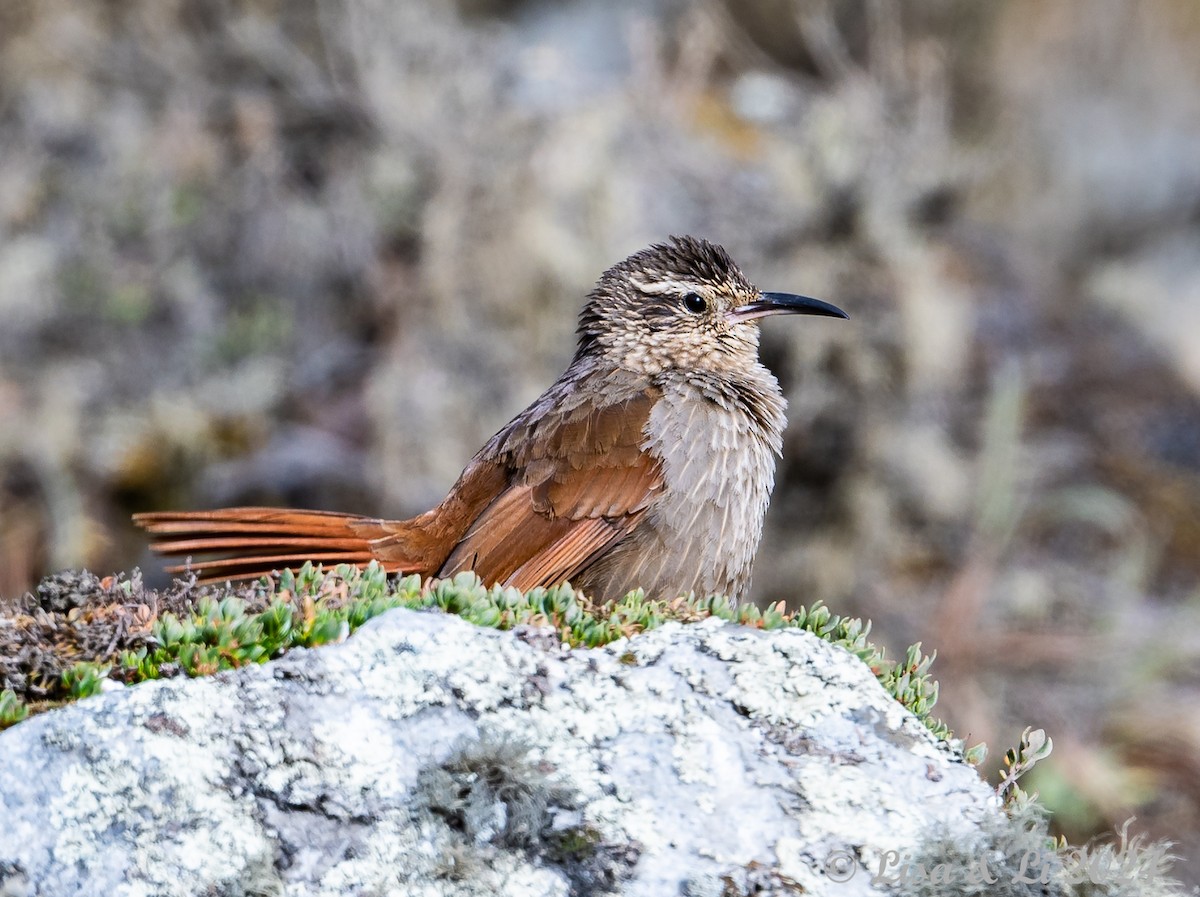 Striated Earthcreeper - ML623707072