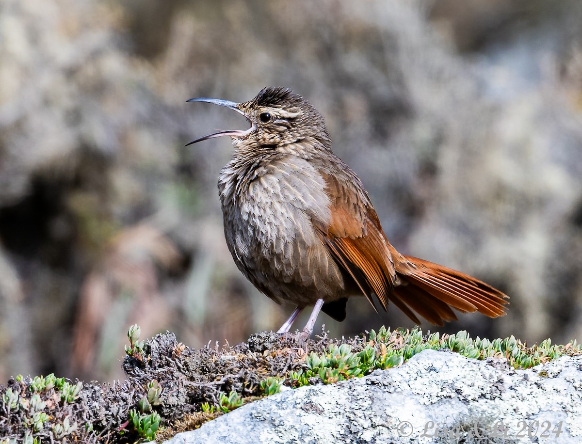 Striated Earthcreeper - ML623707073