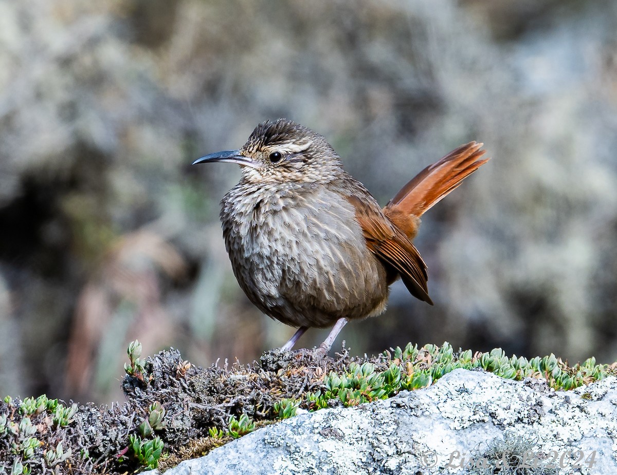 Striated Earthcreeper - ML623707074