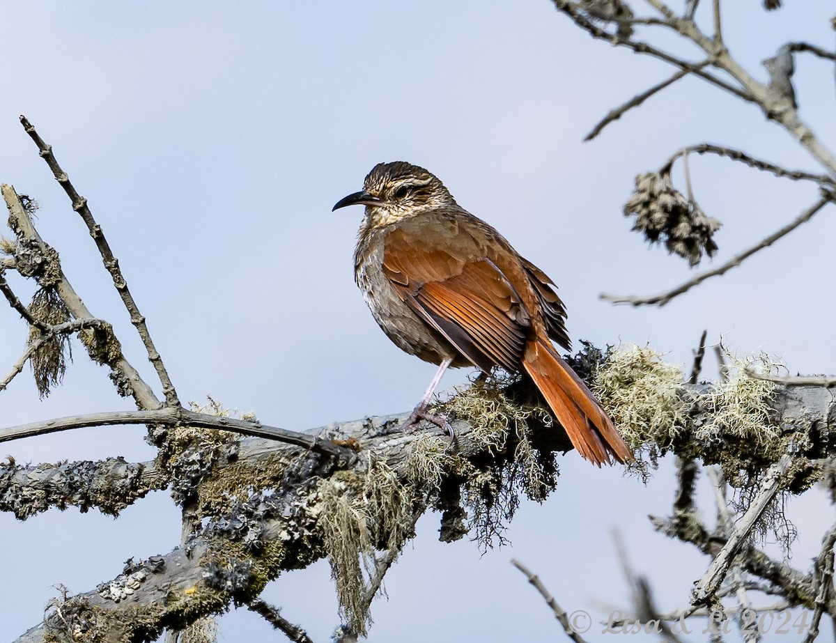 Striated Earthcreeper - ML623707075