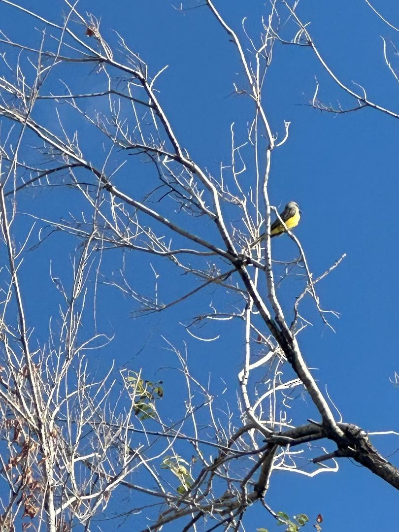 Tropical Kingbird - ML623707118