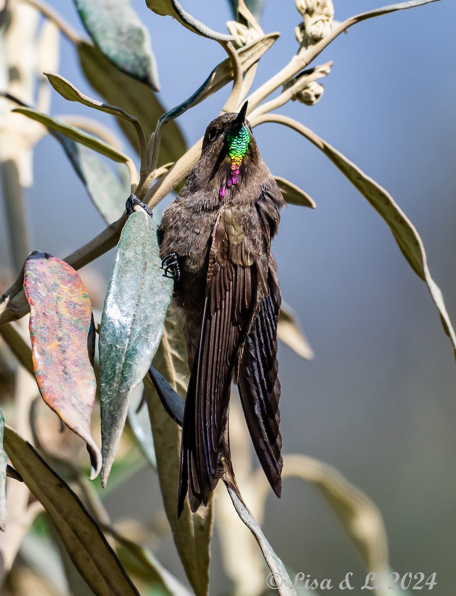 Olivaceous Thornbill - ML623707124
