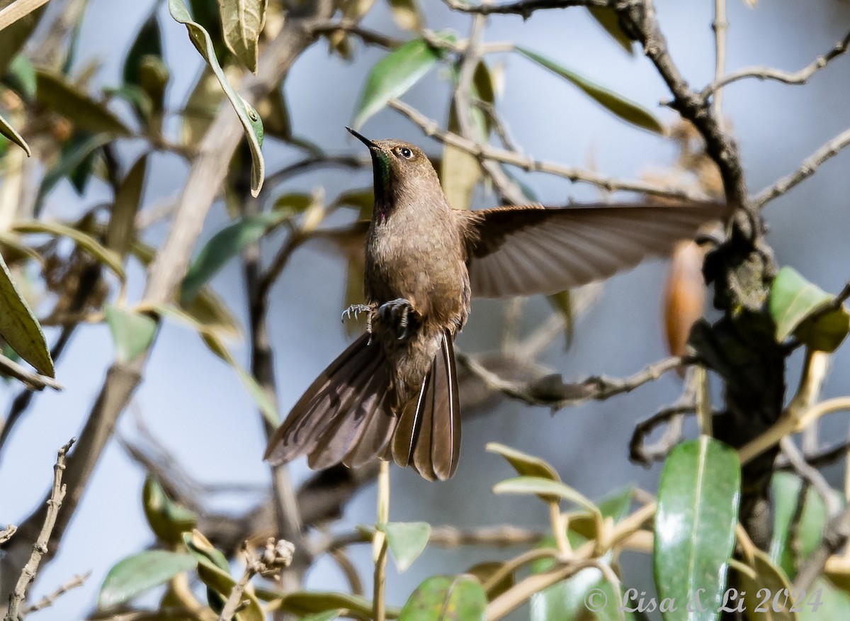 Olivaceous Thornbill - ML623707125