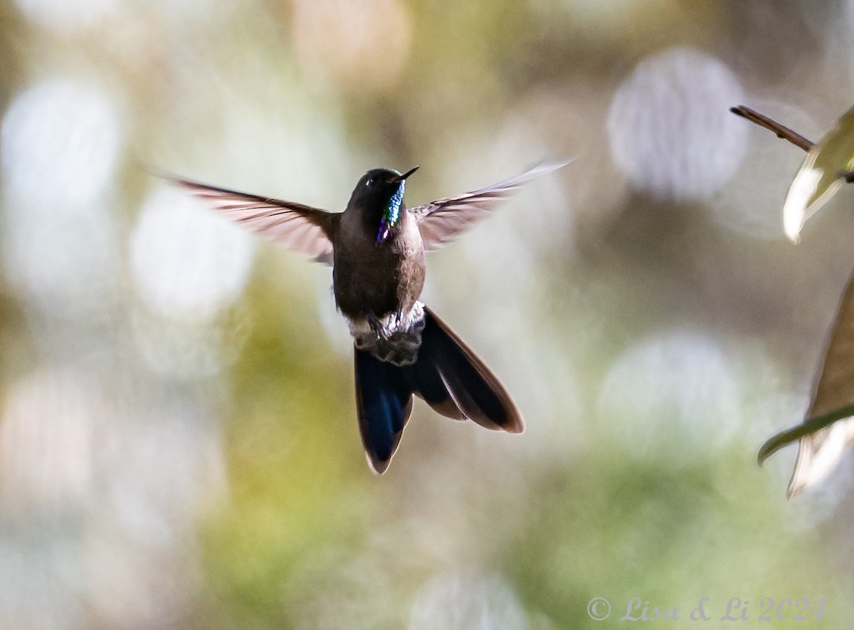 Blue-mantled Thornbill - ML623707162