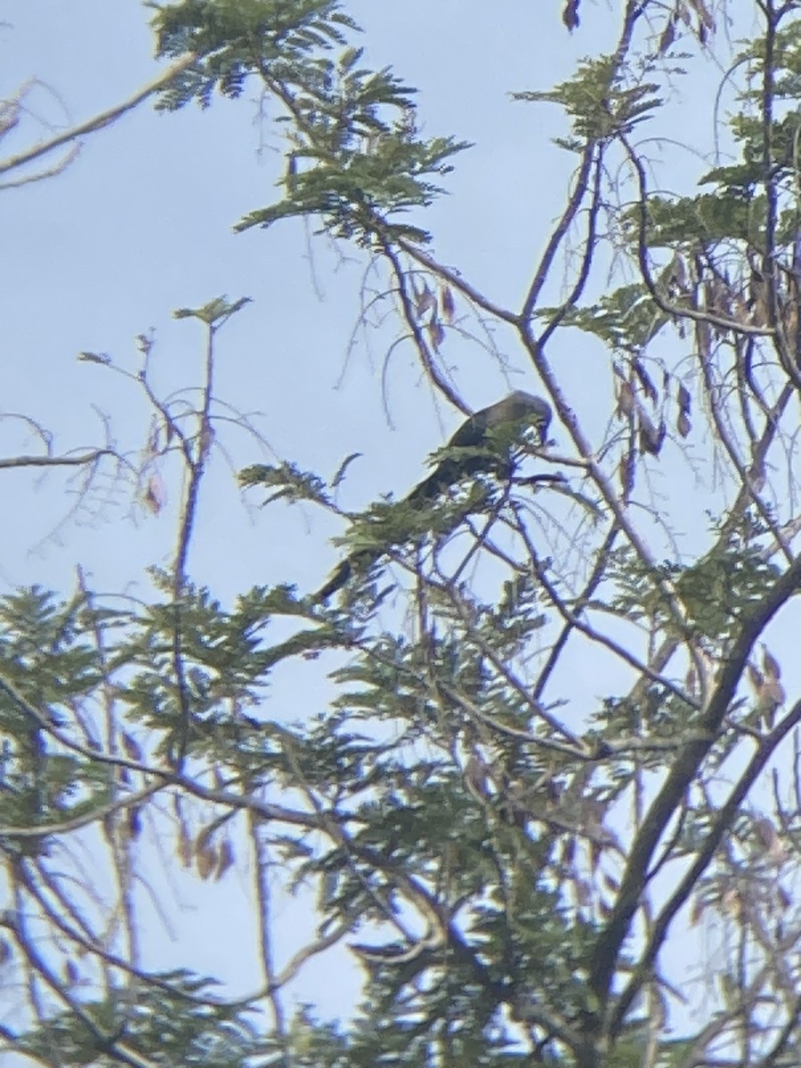 Green-billed Malkoha - ML623707219