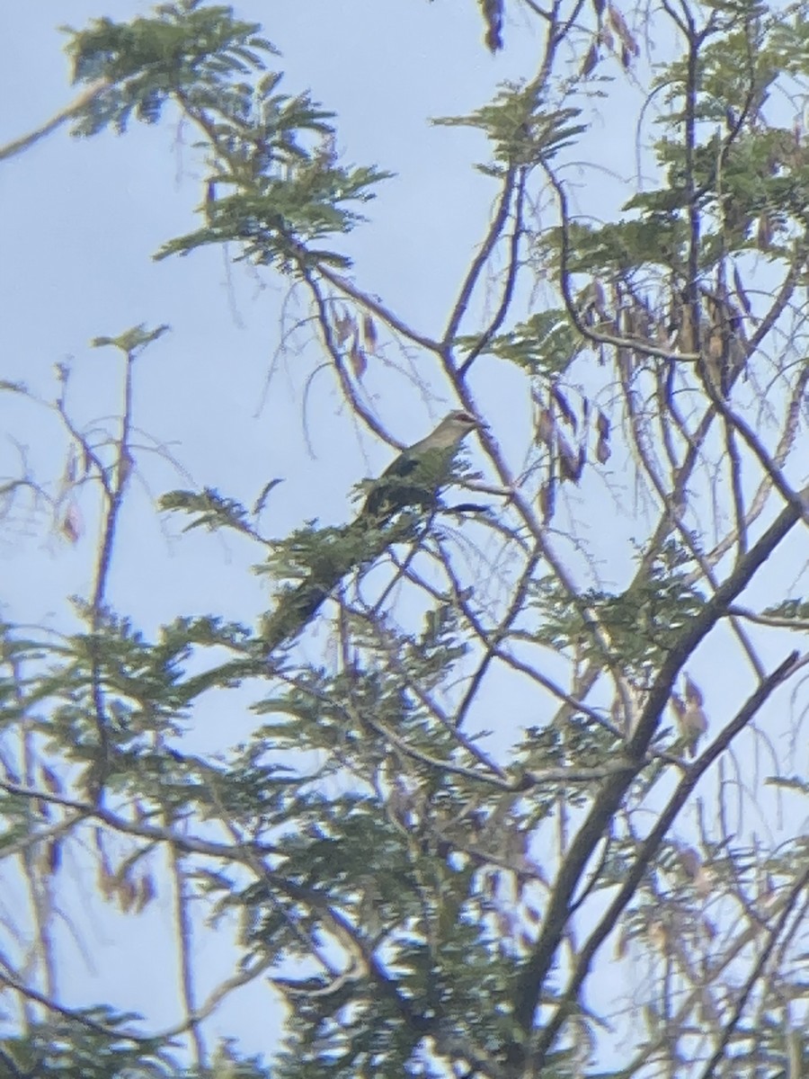 Green-billed Malkoha - ML623707220