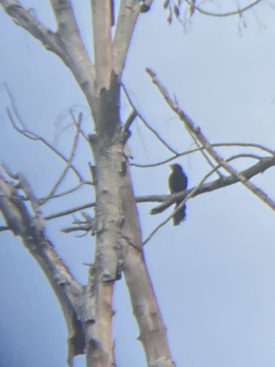 Hair-crested Drongo - ML623707246