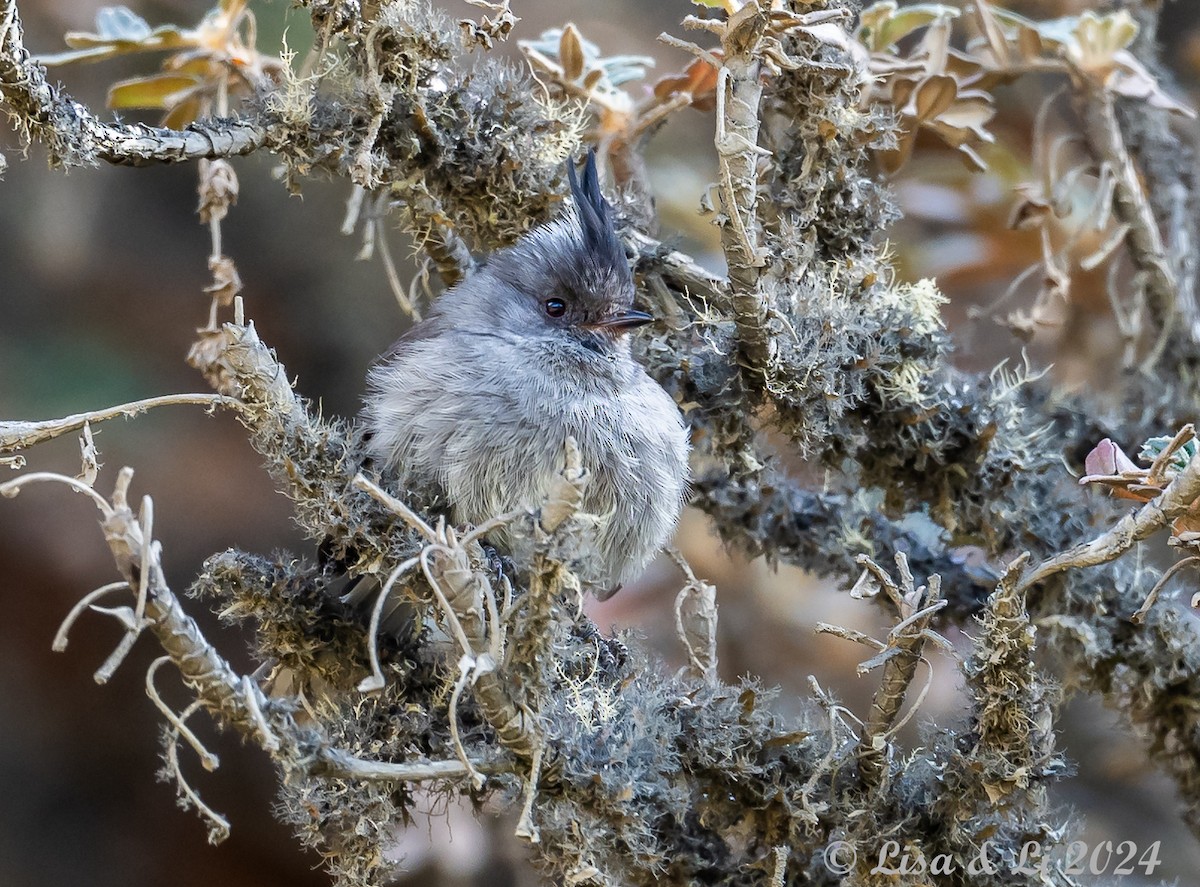 Ash-breasted Tit-Tyrant - ML623707250