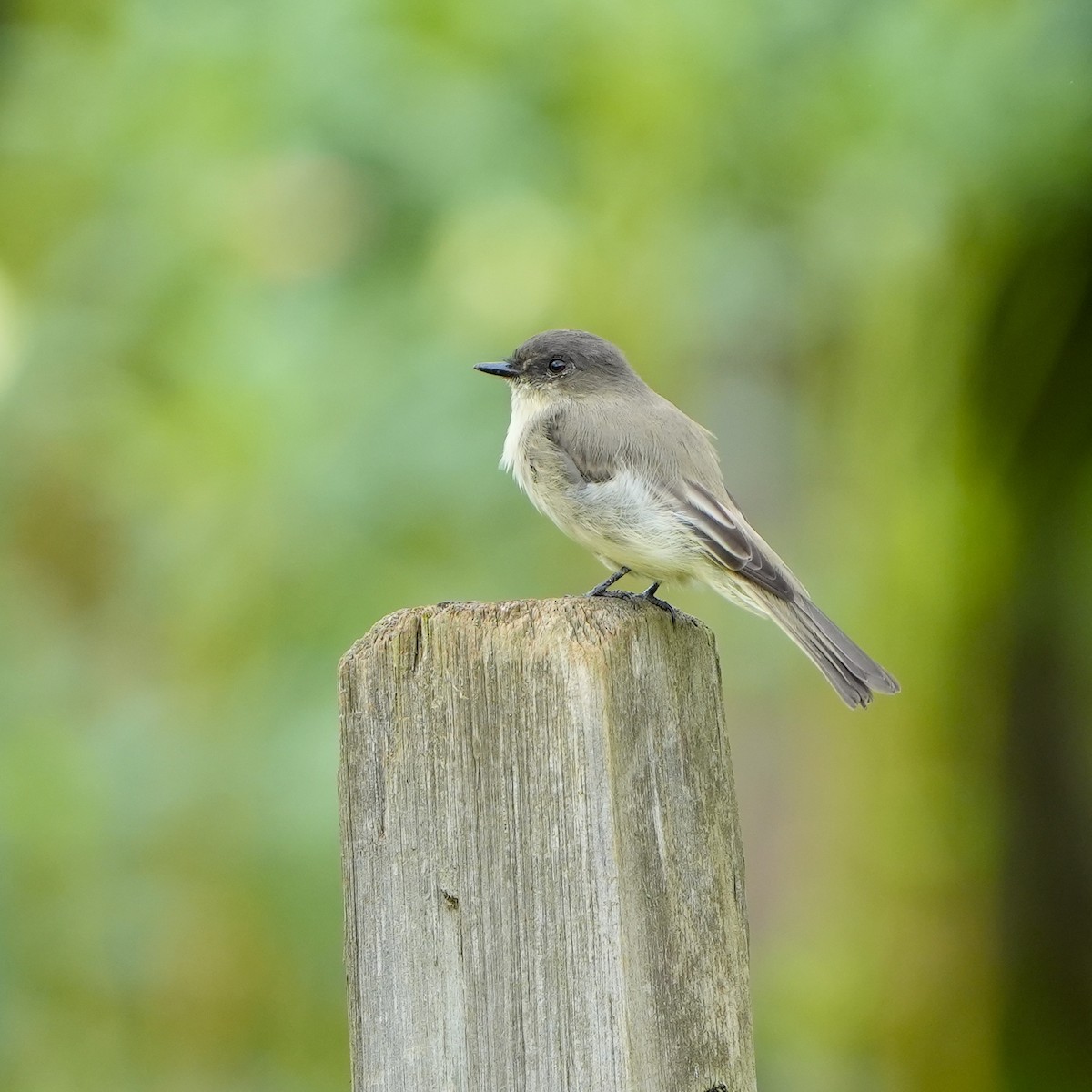 Eastern Phoebe - Matt Jorgensen