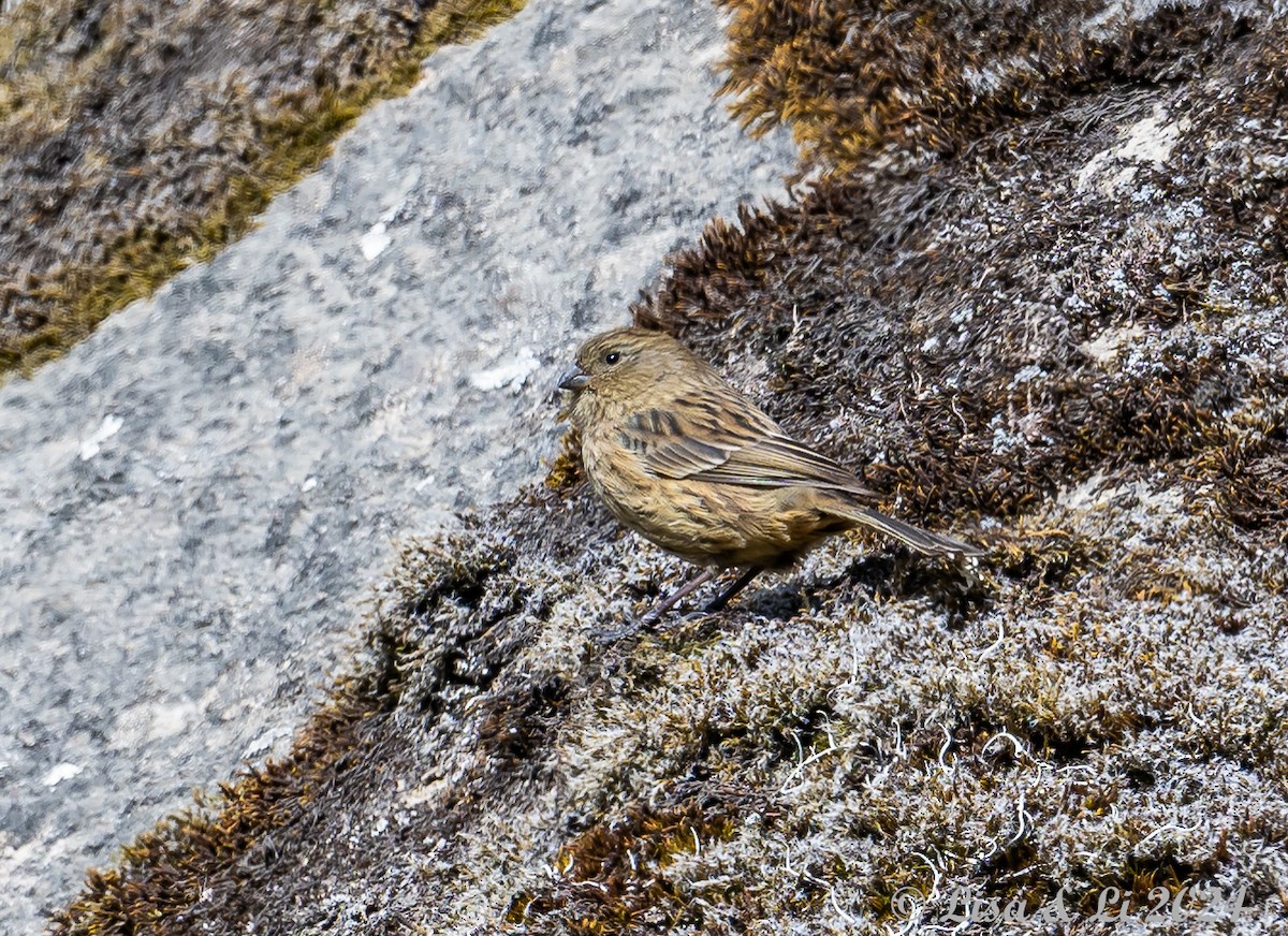 Plain-colored Seedeater - ML623707317