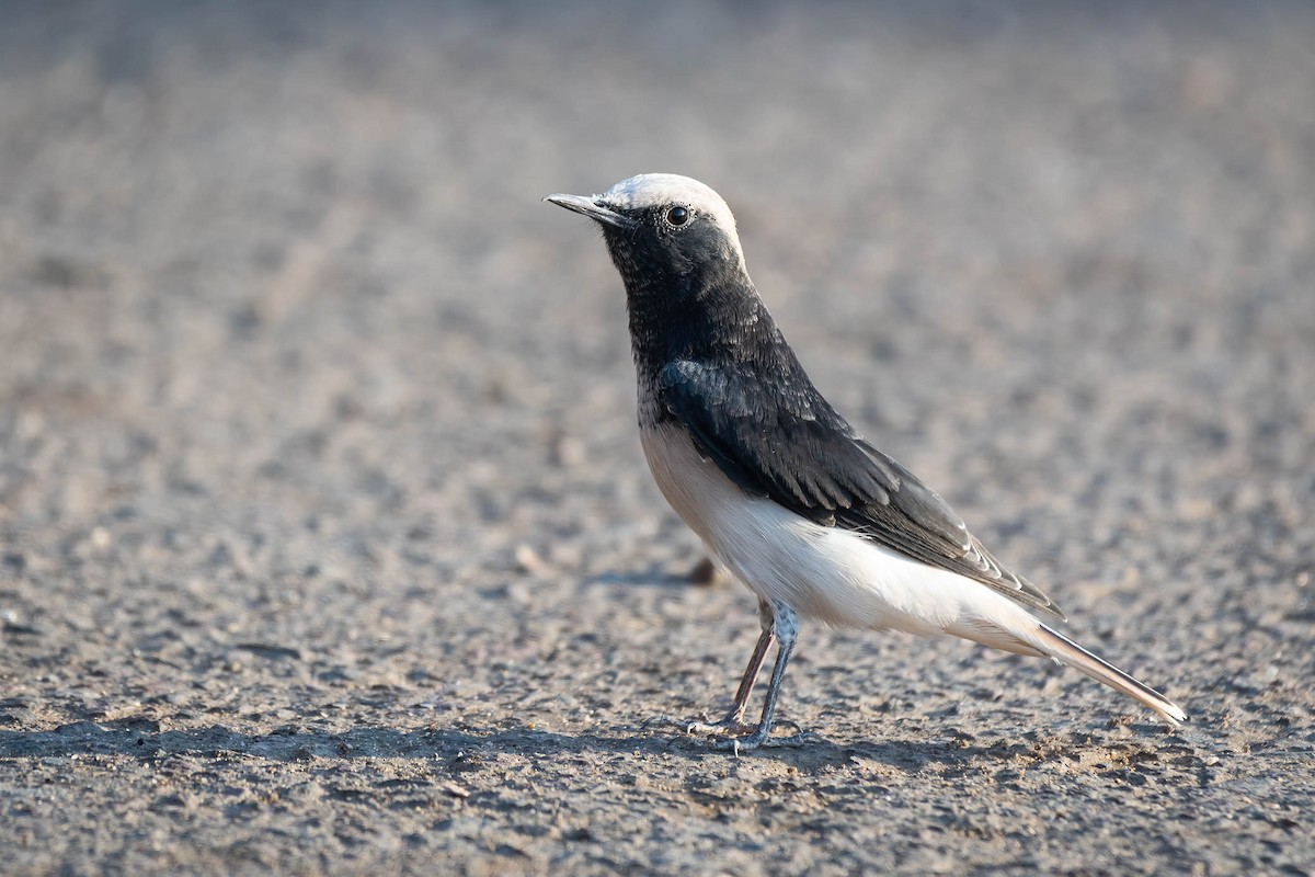 Hooded Wheatear - ML623707325