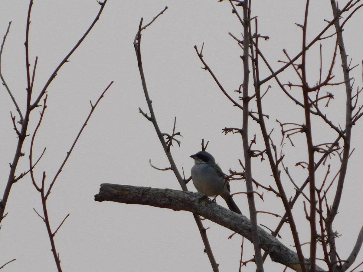 White-banded Tanager - ML623707327